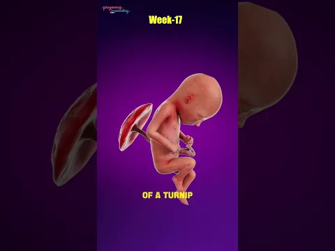 How Big Is a 17-Week Fetus?