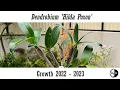 Dendrobium hilda poxon 2022 - 2023