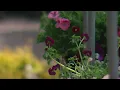 Tips For Making It Through Allergy Season