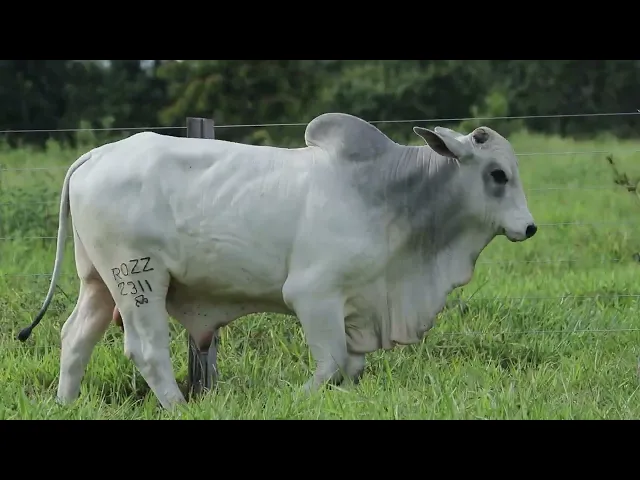 Touro Nelore ROZZ - 2311