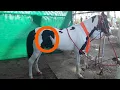 Lagu CHATRAPATI SHIVAJI MAHARAJ NATURAL IMAGE ON HORSE BODY