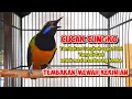Download Lagu MASTERAN Cucak Cungkok Nembak Pedes Rapet . Materi Kekinian   #cucakcungkok #cucakcungkokgacor