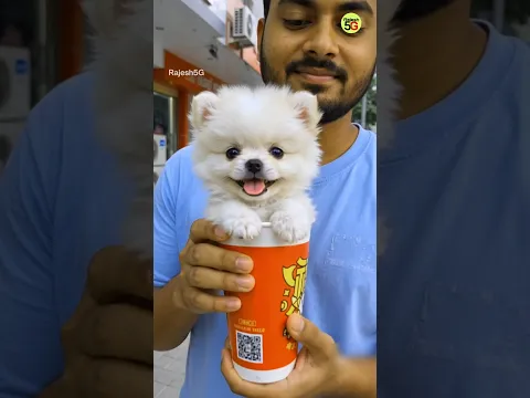 Teacup Pomeranian Dog Price In India | cute puppies price #shorts #trending #youtube #vip #puppy #1m