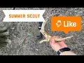 Summertime Public Land Louisiana Scout Trip