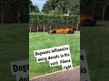Download Lagu Dogecoin billionaire doing donuts in his yard #goneright #dogecoin #tiktokvideo #Shorts #elonmusk