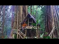 Download Lagu Camping di bawah pohon beringin tua || tidur dalam shelter dari bambu yang hangat