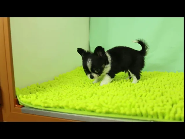 動画
