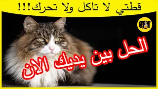 قطتي لا تاكل ولا تتحرك اليكم 8 اسباب لهذه الحالة مع حلول عملية ليعود قطك لطبيعته 