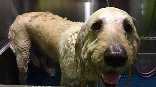 Dirty Dogs! – sailingdoodles miniepisode 01 ✔