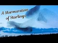 Starling Murmuration A Spectacular Phenomenon of Nature