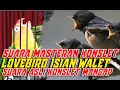 Download Lagu Suara Masteran Lovebird Konslet Isian Walet, Suara Masteran Lovebird Konslet Mangap