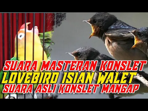 Download MP3 Suara Masteran Lovebird Konslet Isian Walet, Suara Masteran Lovebird Konslet Mangap