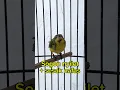 Download Lagu Atasi Sogon nyilet Sogon lesu pakai cara ini