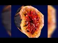 Barabel fruit Food