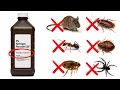 How To Use Hydrogen Peroxide To Kill Roaches Ants Bedbugs Fleas Mice 20 Different Pests
