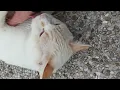 Kefir plays, licks, bites, kicks :)) #funnycats #catsplay #whitecat #cats