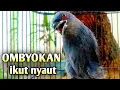 Download Lagu srigunting abu abu gacor PANCINGAN RIBUT BIKIN PADA NYAUT