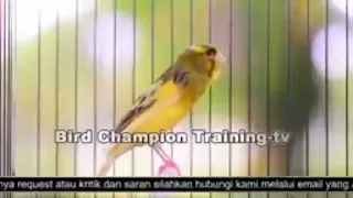 masteran kenari gacor