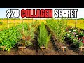 5 Plants That Rebuild Collagen Why The 7B Skin Industry Hid Them