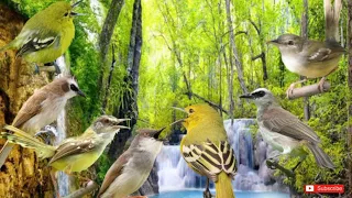 suara kicau pikat trucukan sirtu dan prenjak sawah jossss gandoss 