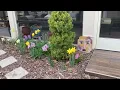 Lagu Spring Bulbs in Bloom // Feb 2024