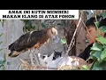 Download Lagu Anak ini rutin memberi makan elang di atas pohon di belakang rumahnya
