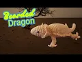 Bearded Dragon