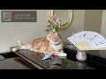 Origami & Fan – Lofi Cat Cafe 🐾 1-Hour Shamisen Lo-fi BGM to Study & Reflect