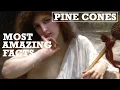 Top 5 Most Amazing Facts About Pine Cones