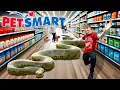 Taking my Green Anaconda To Petsmart