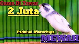 kenari gacor materi sikatan londo masteran terbaik untuk burung lomba