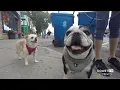 Dog rules in Rehoboth Beach