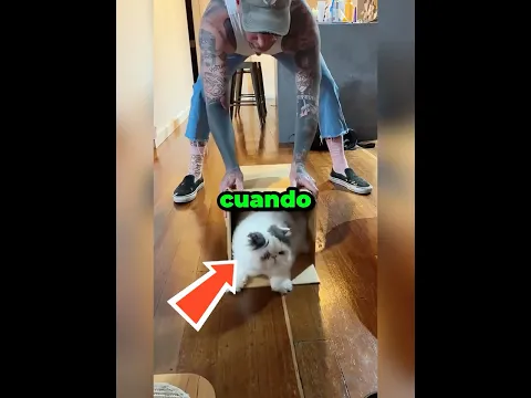 Cuando tu gato no puede resistirse a una caja 😂🐱 #gatos #shorts