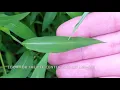 Japanese stiltgrass hand-pull tutorial