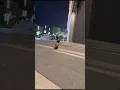 a Siamese cat running towards the camera while meowing the whole time