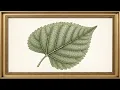 Vintage Botanical Leaves Illustration Elegant Antique Plant Art for TV 4K Relaxing Decor 2Hrs