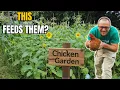 Can You REALLY Grow ALL Your Chicken Feed