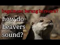 Download Lagu suara berang berang/beaver sound/海狸的声音/बीवर ध्वनि