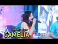 Download Lagu CAMELIA - LAILA AYU KDI - SIMPATIK MUSIC - FAIZ TOK CHANNEL