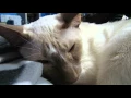 Cat Muscle Spasms