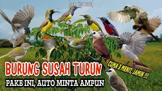 Download Suara Pikat Paling Ampuh Burung Kejepit || Suara Pikat Paling Dicari MP3