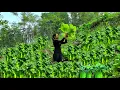 Tiểu Ca Harvesting the young shoots of a vegetable with extremely high economic value.