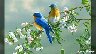 بعد حين  يبد ل  الحب   دارا   و العصافير  تهجر  الأوكارا   مقطع من هذه ليلتي ل أم كلثوم دندنها