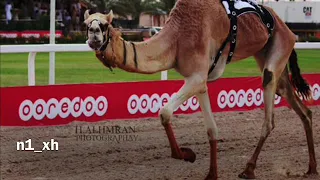اغنيه  ضو هجن العاصفه اداء  ميحد حمد دندنها