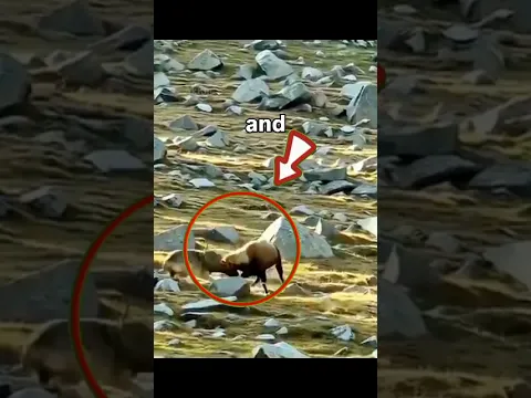 ββThis Wolf Made the Biggest Mistake of Its Life! πΊβ #shorts #usa #Ibex #Wolf #NatureMoments
