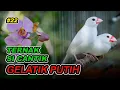 Lagu TERNAK SI CANTIK GELATIK PUTIH