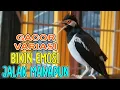 Download Lagu AUTO EMOSI !! Pancingan Jalan Suren gacor Full Variasi, Putar Sekali Bikin Suren Emosi