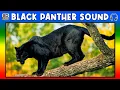 Download Lagu 🐾 BLACK PANTHER SOUND - BLACK PANTHER SOUND EFFECT - SOUND OF BLACK PANTHER - NOISE OF BLACK PANTHER