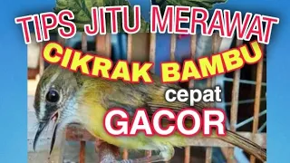 Download CARA MEAWAT BURUNG CIKRAK BAMBU AGAR CEPAT GACOR MP3