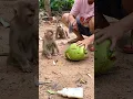 Download Lagu baby look mun cut coconut  #monkeysr #cute #wildlifeentertainment